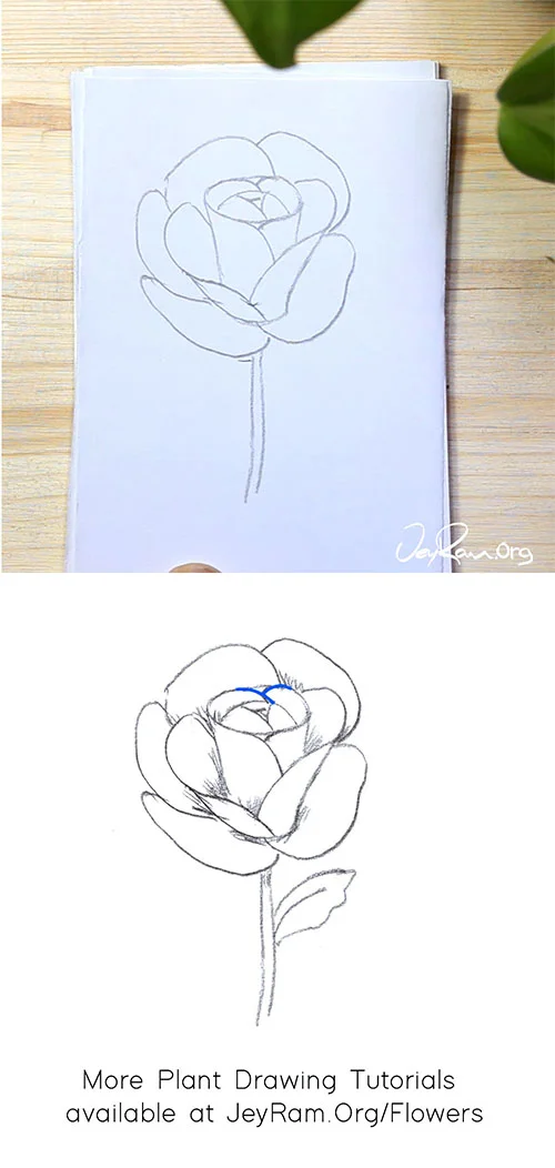 How to Draw a Rose Step by Step for Beginners JeyRam Drawing